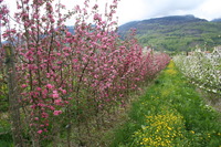 Dealbild 2