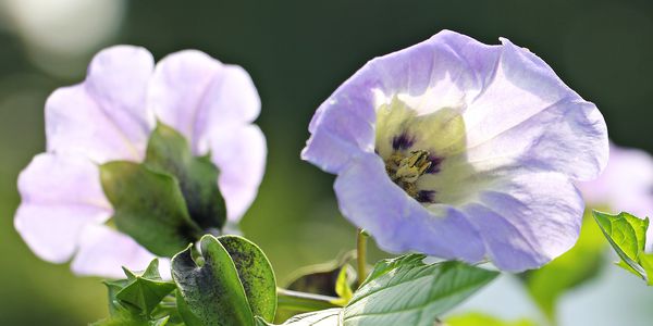 Blüte