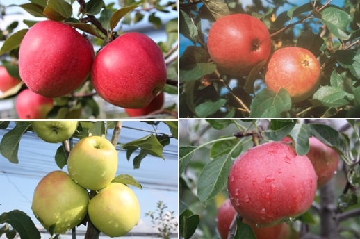Apfel
