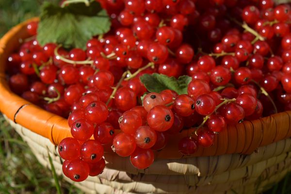 Johannisbeeren