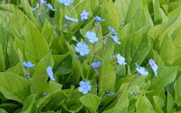 Omphalodes verna FrÃ¼hlings-Gedenkemein