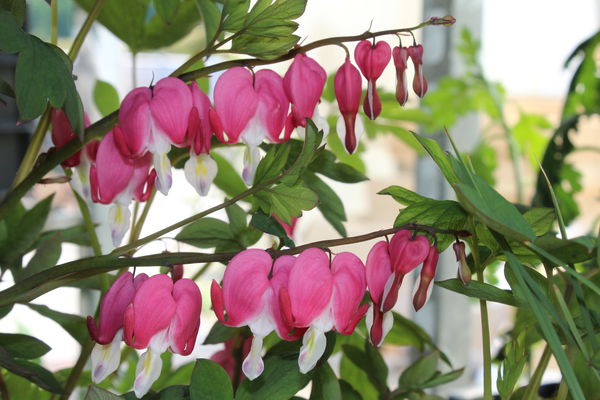 Fruchtfreundinnen TrÃ¤nendes Herz Dicentra spectabilis