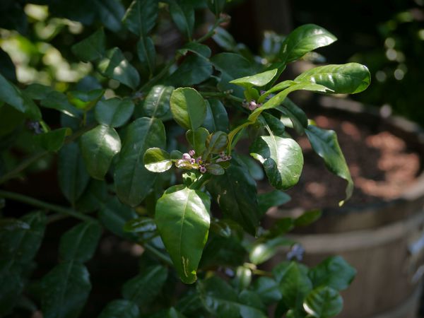 Kaffir Limette
