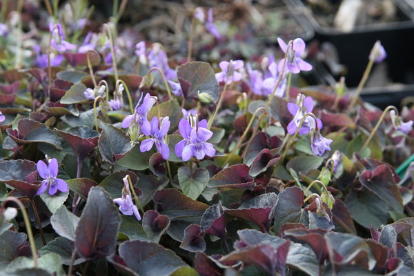 Viola labradorica GrÃ¶nland Veilchen