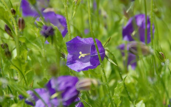 Campanula pulloides Polster Glockenblume