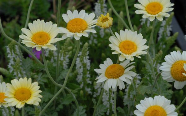 FÃ¤rberkamille Anthemis tinctoria Susanna Mitchel