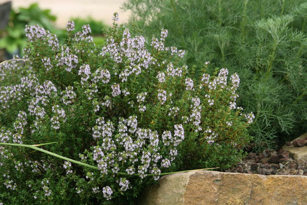 GewÃ¼rz-Thymian Thymus vulgaris compactus