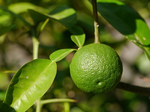 Frostharte Zitrussorte Citrus Yuzu, SwitrusÂ® Yuzu