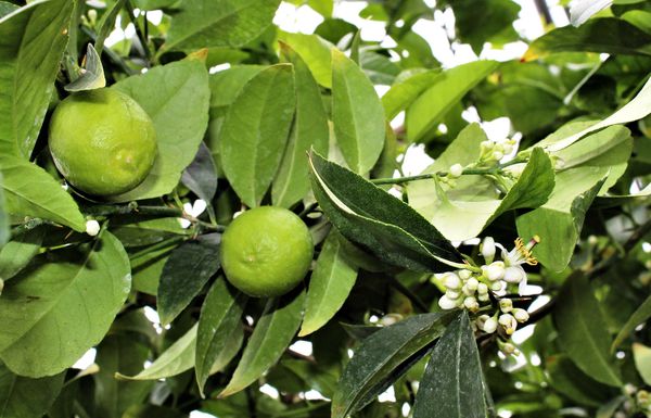 mexikanische Limette