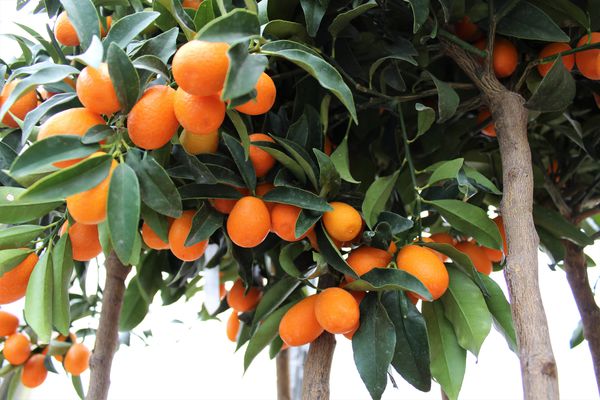 Ovale Kumquat