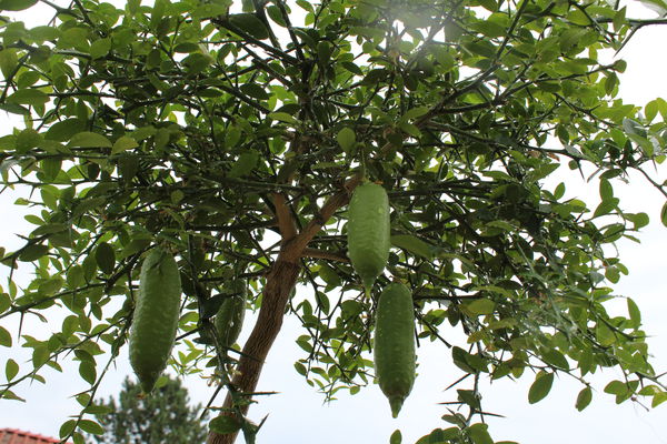 Fingerlimette