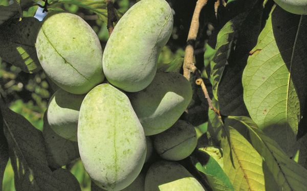 pawpaw ksu atwood indianerbanane