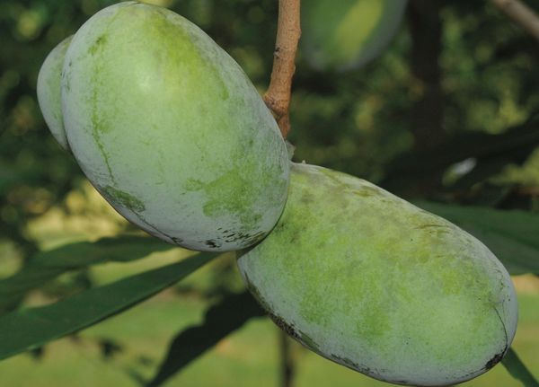 pawpaw nc-1 campbells nr. 1