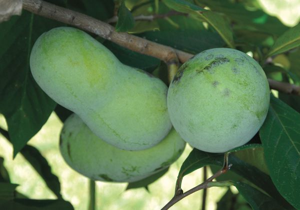 pawpaw pnnsylvania golden