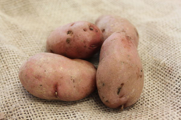 Kartoffelsorten Kartoffel Sarpo Axona