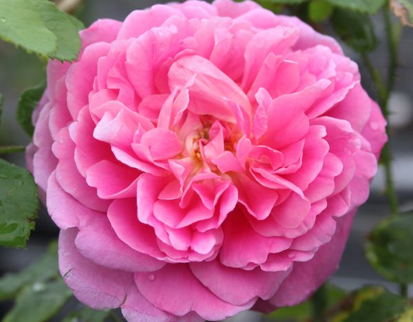 Rose Princess Anne