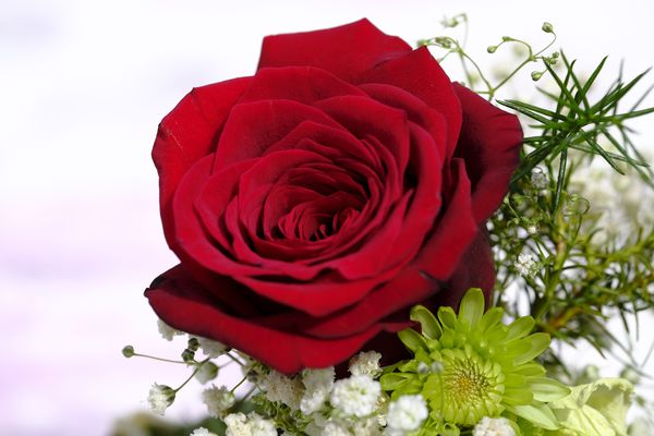 Rote Rose
