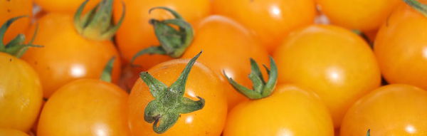 Gartendeal gesunde leckere Tomaten