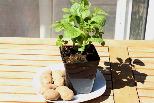 Kartoffel Speedpot Kartoffelpflanze