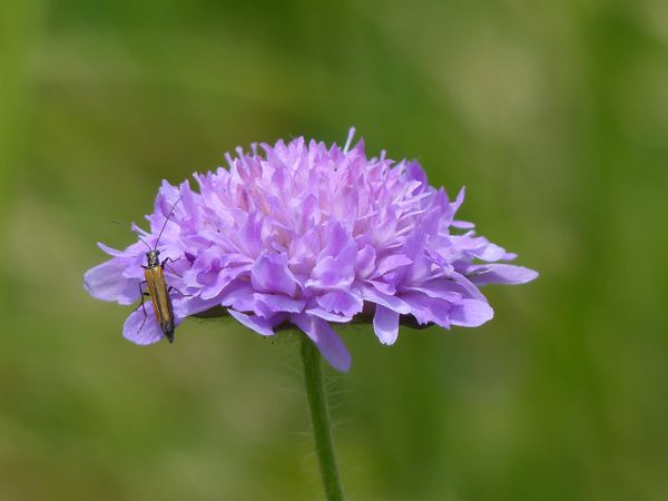 Scabiosa columbaria Pink Mist