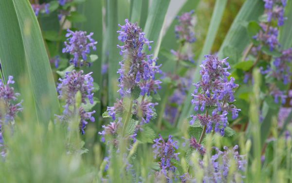 Nepeta racemosa odeur citron