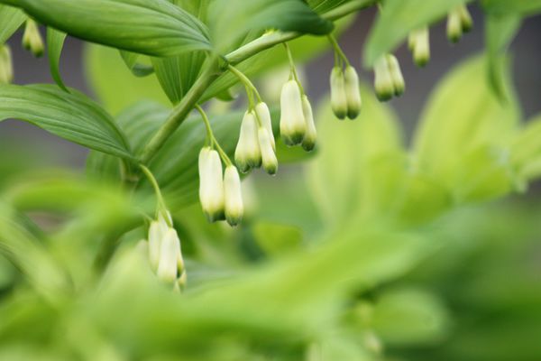 Polygonatum multiflorum
