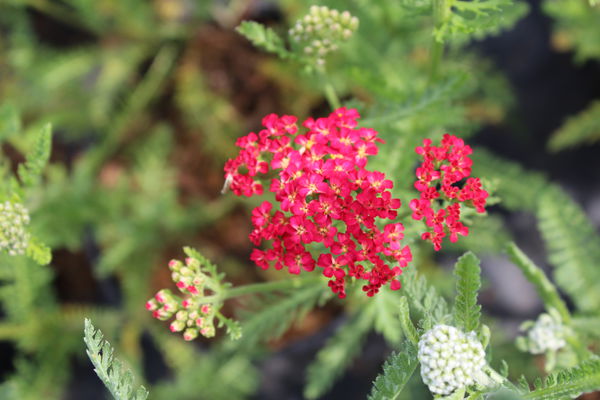 Achillea millefolium paprika
