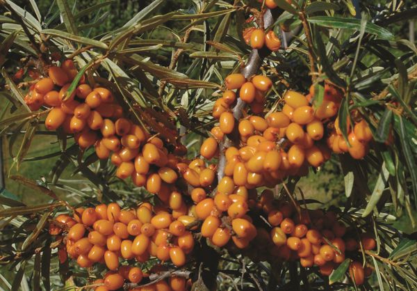 Sanddorn Gardens gift