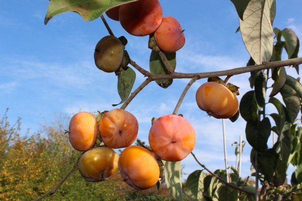 Amerikanische Kaki Meader
