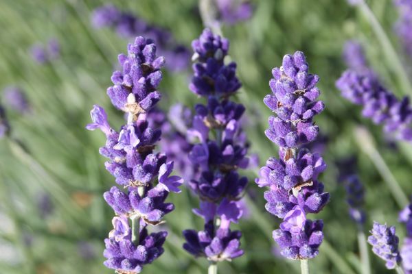 Lavandula angustifolia Hidcote blue