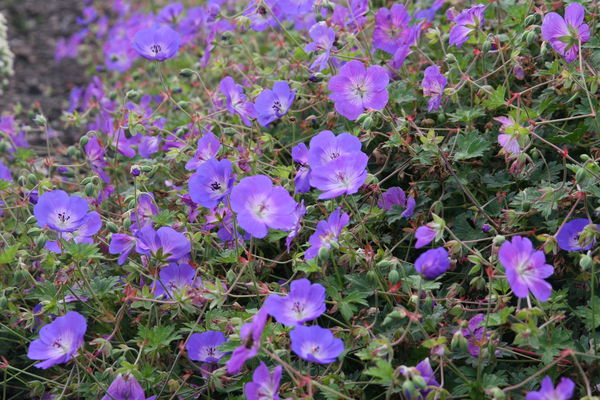 Geranium wallichianum Rozanne