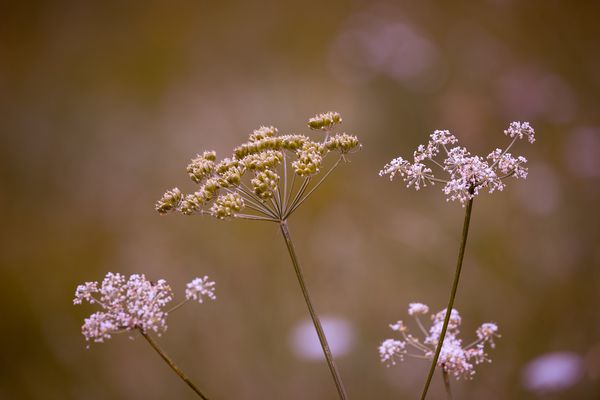 Anthriscus sylvestris Ravenswing