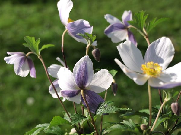 Anemone Hybride Wild Swan