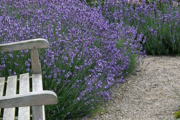 Lavendel Dwarf Blue