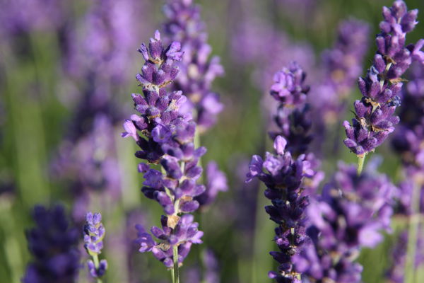 Lavendel Hidcote Blue