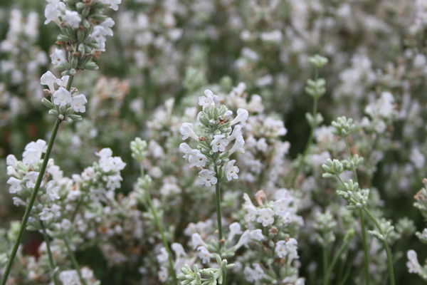 Lavendel Nana Alba