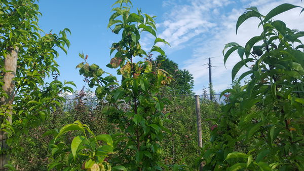 KrÃ¤uselkrankheit Pfirsichbaum