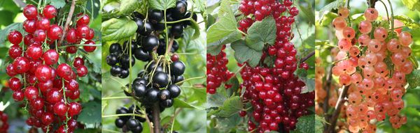 Gartendeal Johannisbeeren Lubera
