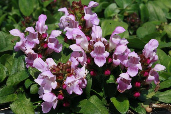 Prunella yakushimanum Icing Sugar