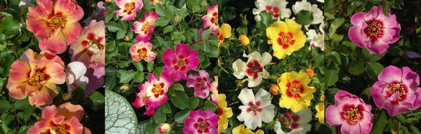 Gartendeal Lubera