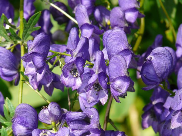 Aconitum napellus
