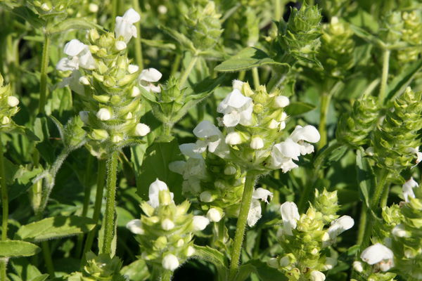 Prunella grandiflora Alba