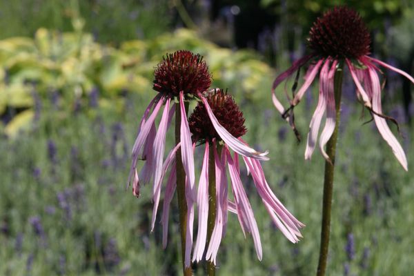 Echinacea pallida