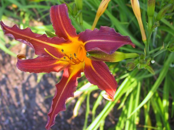 Hemerocallis x cultorum Sammy Russel
