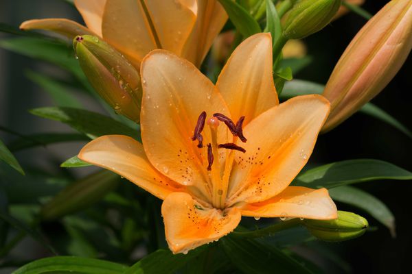 Hemerocallis