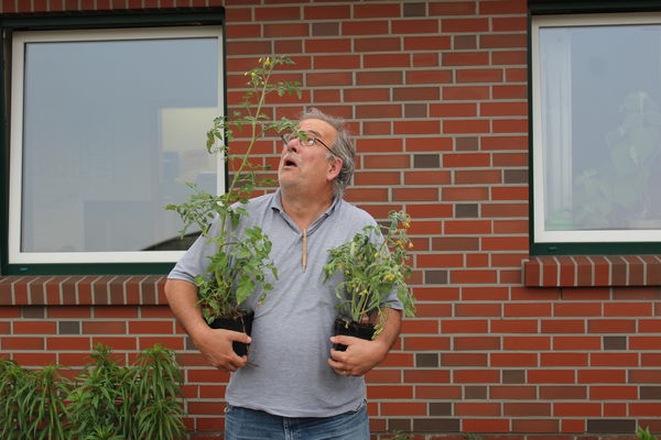 Tomatenpflanze Markus Kobelt Lubera
