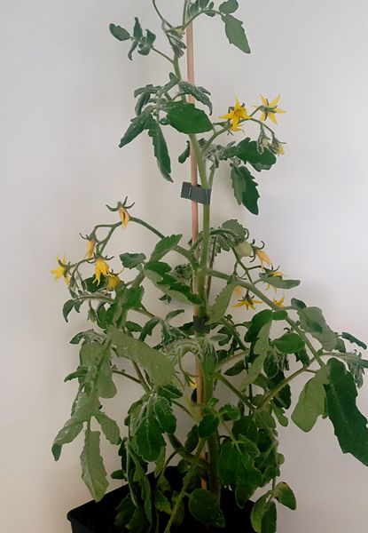 Fuzzy Wuzzy Balkontomate Lubera
