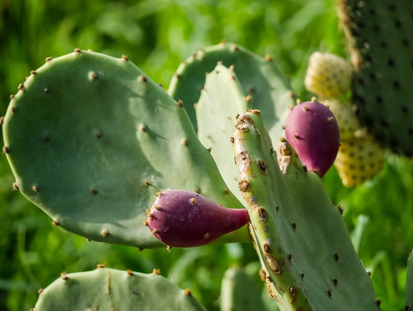Opuntia