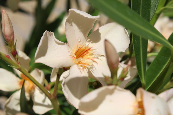 Weisser Oleander