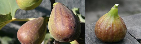 Feigen Lubera